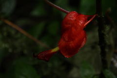 Glossoloma tetragonoides