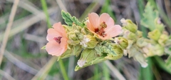 Sphaeralcea cordobensis