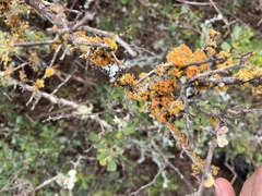 Teloschistes chrysophthalmus