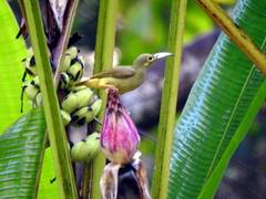 Arachnothera flavigaster