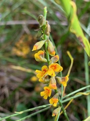 Sphaerolobium vimineum