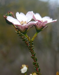 Adenandra