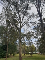 Eucalyptus seeana