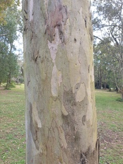 Eucalyptus seeana
