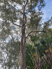 Corymbia intermedia