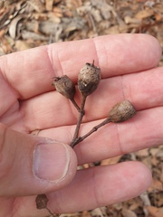 Corymbia intermedia