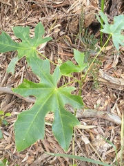 Brachychiton acerifolius