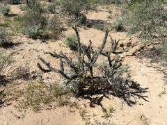 Cylindropuntia calmalliana