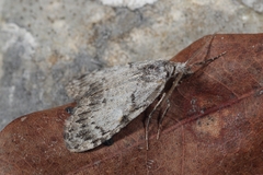 Meganola strigula