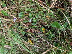 Sphaerolobium vimineum