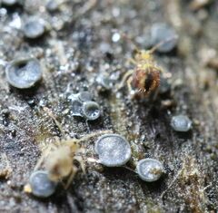 Dicyrtomidae
