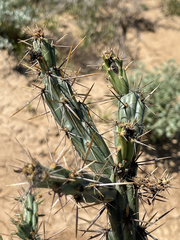 Cylindropuntia calmalliana