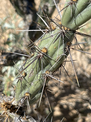 Cylindropuntia calmalliana