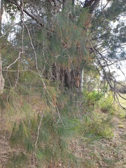 Allocasuarina torulosa