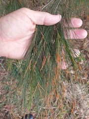 Allocasuarina torulosa