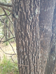 Allocasuarina torulosa