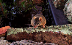 Antechinus flavipes