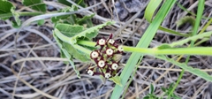 Oxypetalum arnottianum