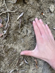 Didelphis virginiana