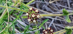 Oxypetalum arnottianum