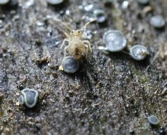 Dicyrtomidae