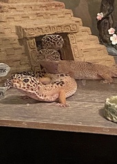 Eublepharis macularius