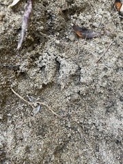 Didelphis virginiana