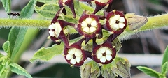 Oxypetalum arnottianum