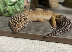 Eublepharis macularius