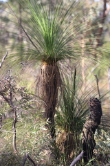 Xanthorrhoea johnsonii