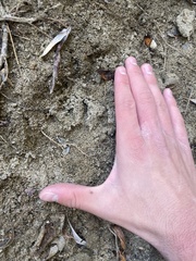 Didelphis virginiana