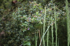 Prostanthera melissifolia