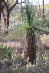 Xanthorrhoea johnsonii