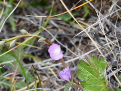 Sidalcea sparsifolia