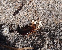 Anisolabis littorea
