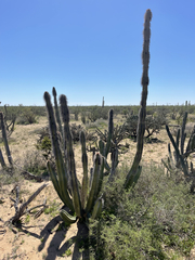 Lophocereus schottii