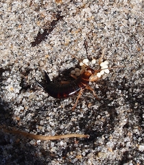 Anisolabis littorea