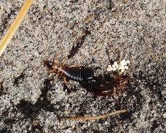 Anisolabis littorea