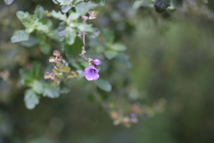 Prostanthera melissifolia