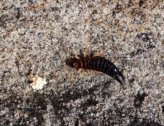 Anisolabis littorea
