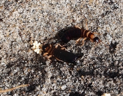Anisolabis littorea