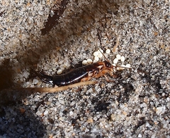 Anisolabis littorea