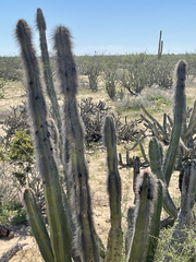 Lophocereus schottii