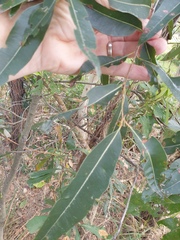Angophora leiocarpa