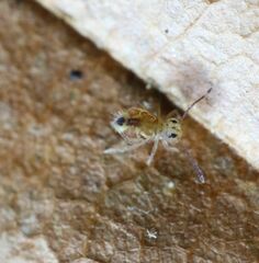Dicyrtomidae