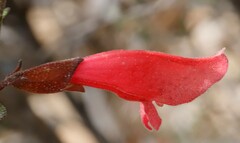 Prostanthera serpyllifolia