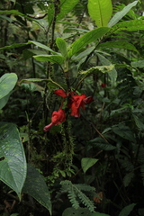 Glossoloma tetragonoides