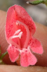 Prostanthera serpyllifolia