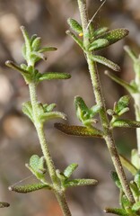 Prostanthera serpyllifolia