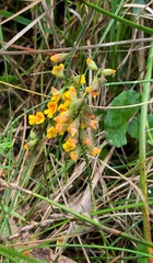 Sphaerolobium vimineum